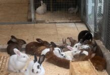 Großer Kraftakt für über 50 Kaninchen im Tierheim Gießen: Futter- und Unterstützungswelle dringend benötigt