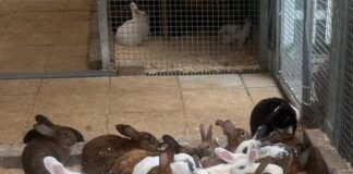 Großer Kraftakt für über 50 Kaninchen im Tierheim Gießen: Futter- und Unterstützungswelle dringend benötigt