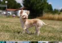 Mit Geduld zum großen Glück: Hundedame Brötchen sucht ihr Zuhause