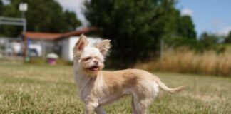 Mit Geduld zum großen Glück: Hundedame Brötchen sucht ihr Zuhause