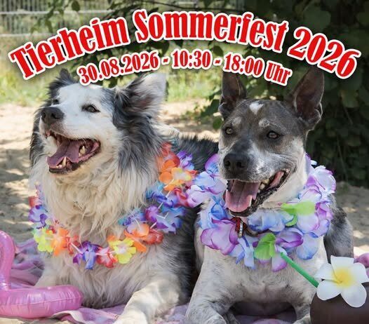 Einladung zum Sommerfest im Tierheim Gießen: Buntes Programm für die ganze Familie