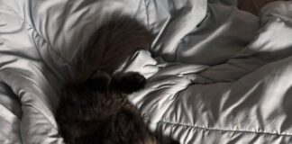 Simba, der Einzelprinz!