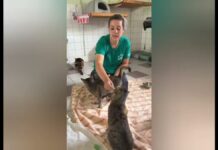 Tierheim Gießen – Wir sind an unseren Grenzen!