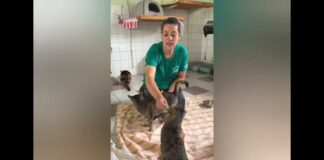 Tierheim Gießen – Wir sind an unseren Grenzen!