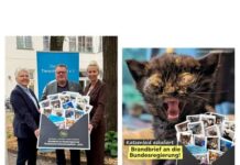 Verzweifelter Notruf: Gemeinsam gegen das stille Leid der Straßenkatzen!