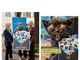 Verzweifelter Notruf: Gemeinsam gegen das stille Leid der Straßenkatzen!