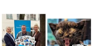 Verzweifelter Notruf: Gemeinsam gegen das stille Leid der Straßenkatzen!