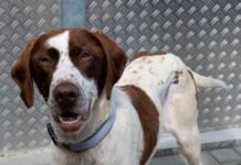 Darcy – Aktive Begleiterin für naturverbundene Menschen