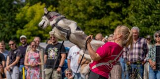 2.000 Gäste trotzen Baustellen-Chaos: Sommerfest des Gießener Tierheims wird zum vollen Erfolg