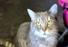 Kater Sahel möchte Ihr Herz und Ihr Heim erobern!