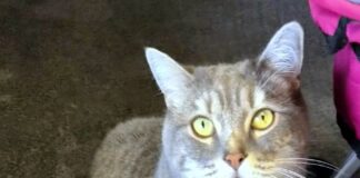 Kater Sahel möchte Ihr Herz und Ihr Heim erobern!