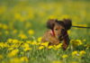 Hundeerziehung für Jederhund