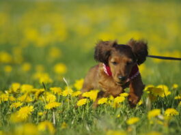Hundeerziehung für Jederhund