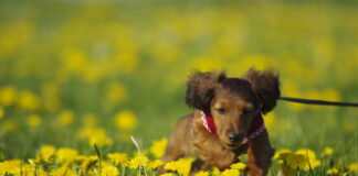Hundeerziehung für Jederhund