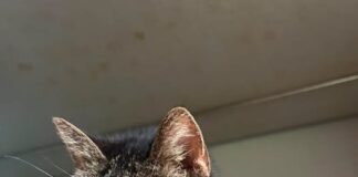 Du bist nicht vergessen: Ein Gnadenplatz für Milla gesucht