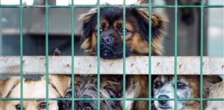 Tierheime brauchen staatliche Unterstützung!