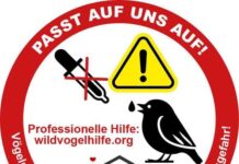 Kein Wasser für geschwächte Wildvögel! Warum gut gemeint schnell gefährlich wird