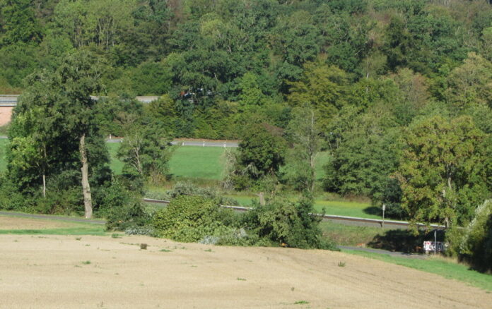 gefällteBäume