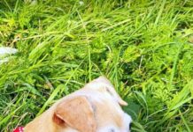 Hundeseniorin sucht Menschen mit Herz!