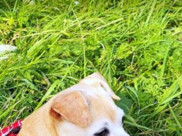 Hundeseniorin sucht Menschen mit Herz!
