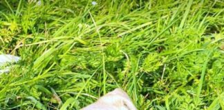 Hundeseniorin sucht Menschen mit Herz!