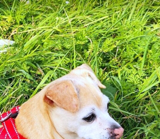 Hundeseniorin sucht Menschen mit Herz!