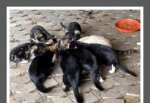 Katzenreich e.V. bittet um Hilfe