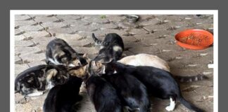 Katzenreich e.V. bittet um Hilfe