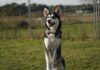 Immer dabei sein! Anouk (Husky-Mix) stellt sich vor