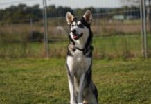 Immer dabei sein! Anouk (Husky-Mix) stellt sich vor