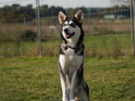 Immer dabei sein! Anouk (Husky-Mix) stellt sich vor