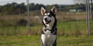 Immer dabei sein! Anouk (Husky-Mix) stellt sich vor