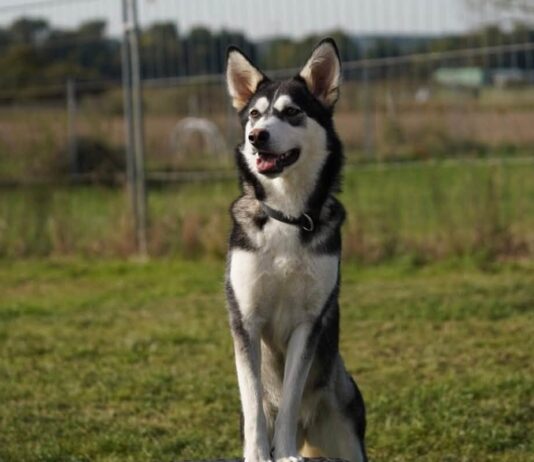 Immer dabei sein! Anouk (Husky-Mix) stellt sich vor