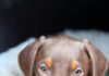 Dobermannfans gesucht!