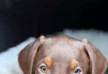Dobermannfans gesucht!