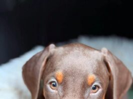 Dobermannfans gesucht!