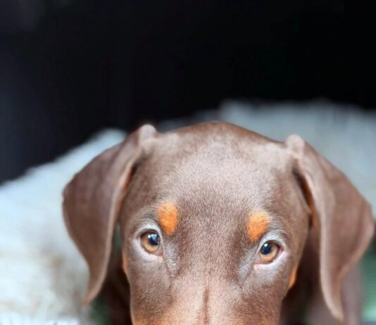 Dobermannfans gesucht!
