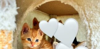 Schlagwort der Tierabgabe: Keine Zeit!!!