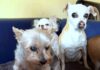 Seniorenresidenz für alte Hunde!