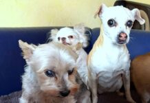 Seniorenresidenz für alte Hunde!