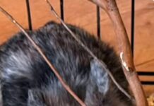 Keine Tiere für Kinder!