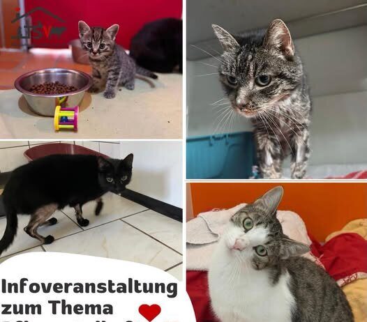Pflegestellen gesucht! -Werde vorübergehend zum sicheren Zuhause!