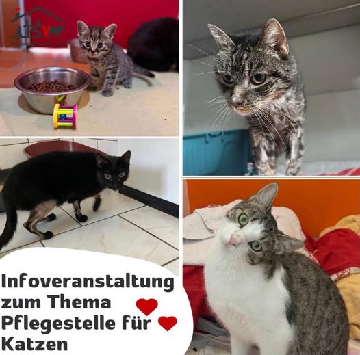 Infoveranstaltung Pflegestelle