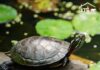 Tierheim Gießen – Überwinterungsplatz für unsere Wasserschildkröten gesucht!