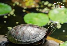 Tierheim Gießen – Überwinterungsplatz für unsere Wasserschildkröten gesucht!