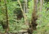 Hungener Wildniswald im Kino Traumstern