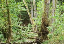 Hungener Wildniswald im Kino Traumstern