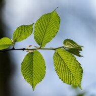 Initiative Nachhaltiges Gleiberger Land