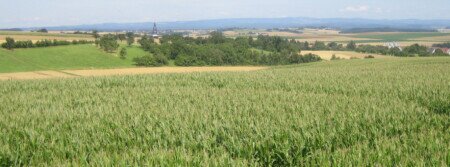 Maislabyrinth Eberstadt